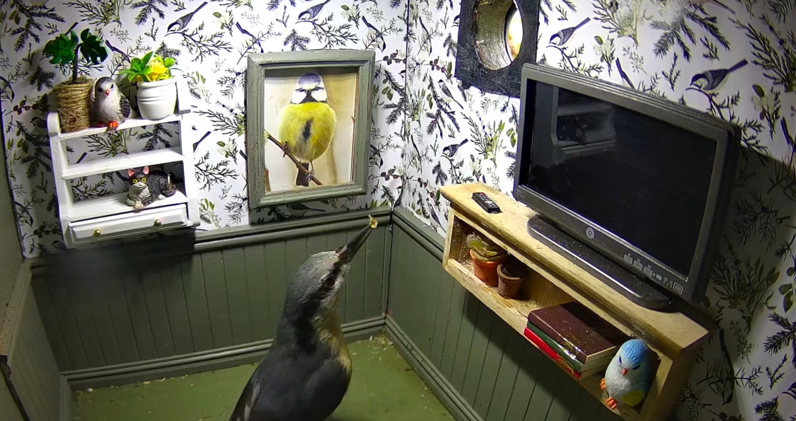 A wildlife lover creates a tiny furnished bird box flat complete with décor and cameras, attracting curious birds as viewers praise the charming and creative design.