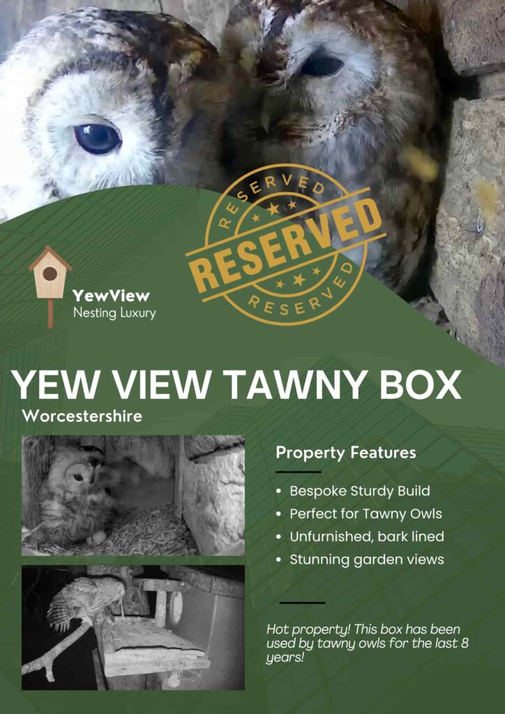 A wildlife lover creates a tiny furnished bird box flat complete with décor and cameras, attracting curious birds as viewers praise the charming and creative design.