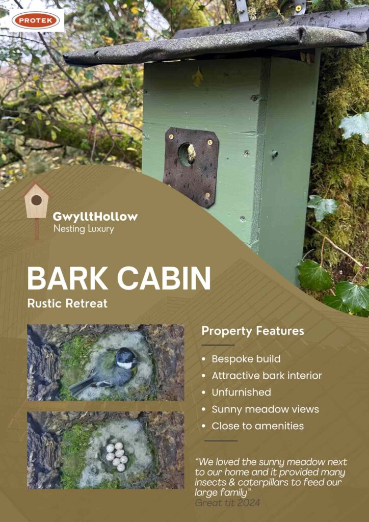 A wildlife lover creates a tiny furnished bird box flat complete with décor and cameras, attracting curious birds as viewers praise the charming and creative design.