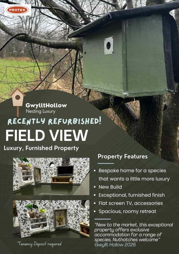 A wildlife lover creates a tiny furnished bird box flat complete with décor and cameras, attracting curious birds as viewers praise the charming and creative design.