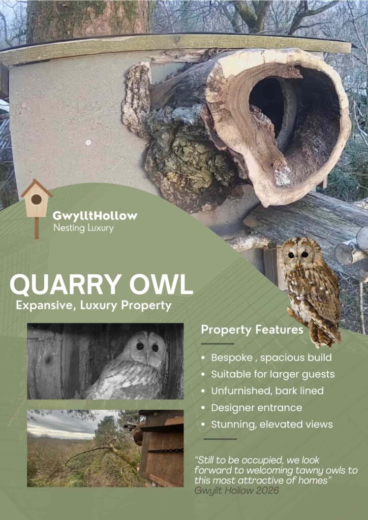 A wildlife lover creates a tiny furnished bird box flat complete with décor and cameras, attracting curious birds as viewers praise the charming and creative design.