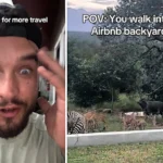 A traveller was stunned to find a Noah's Ark menagerie of zebra, nyala and impala in his Airbnb backyard - just one hour after arriving near Kruger National Park in South Africa.