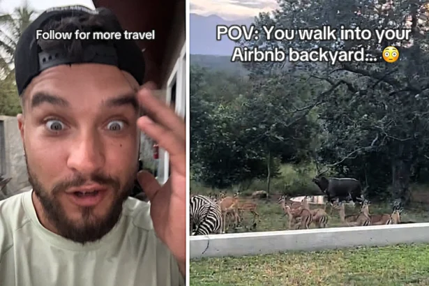 A traveller was stunned to find a Noah's Ark menagerie of zebra, nyala and impala in his Airbnb backyard - just one hour after arriving near Kruger National Park in South Africa.