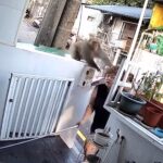 Cheeky monkey punches woman in the head after breaking into her home and stealing an egg roll in Taiwan - while her two children slept nearby during the early morning raid.