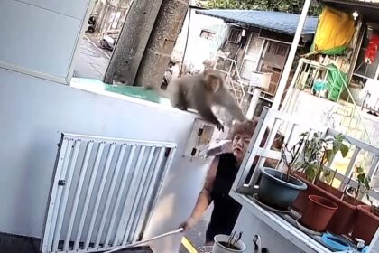 Cheeky monkey punches woman in the head after breaking into her home and stealing an egg roll in Taiwan - while her two children slept nearby during the early morning raid.