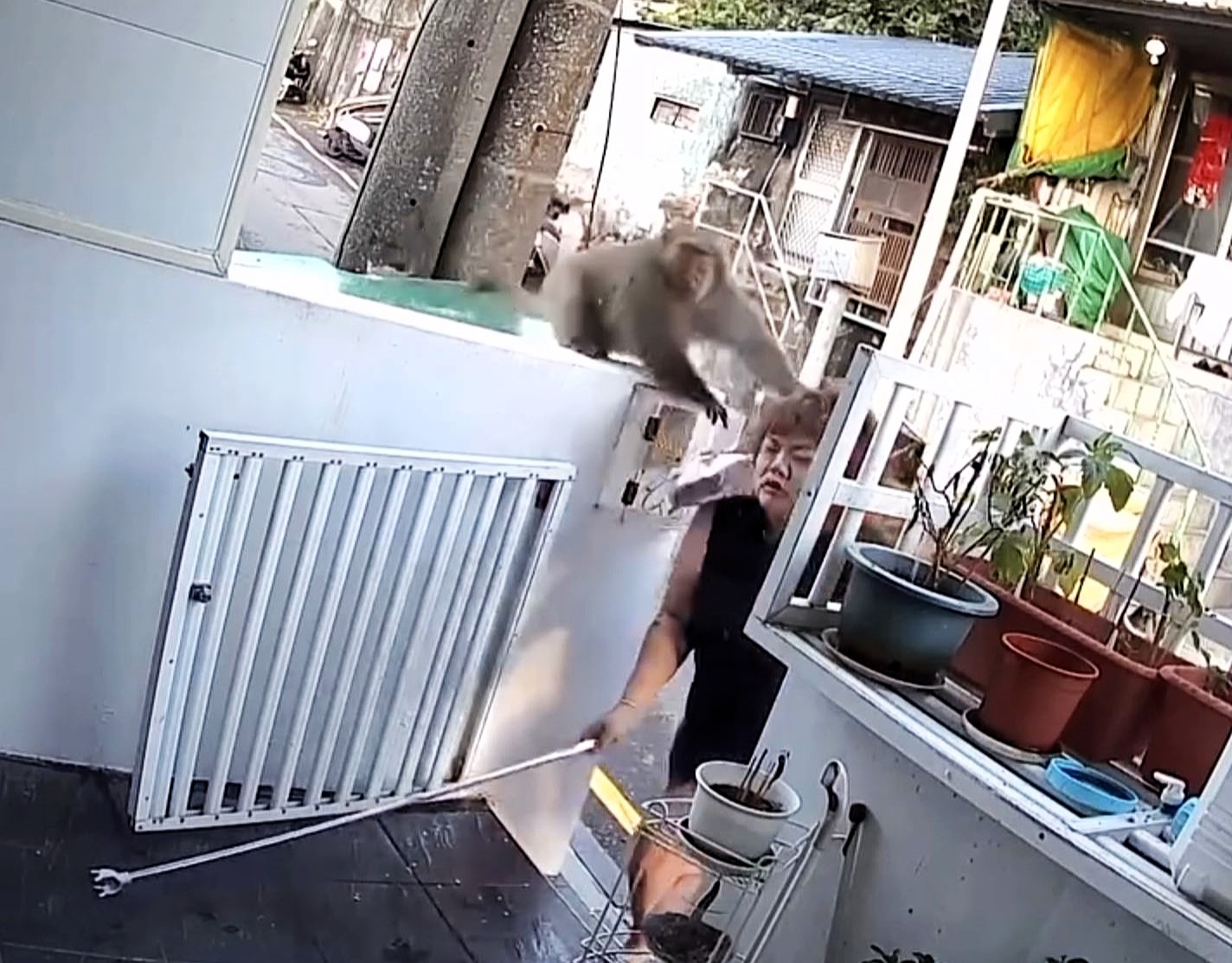 Cheeky monkey punches woman in the head after breaking into her home and stealing an egg roll in Taiwan - while her two children slept nearby during the early morning raid.