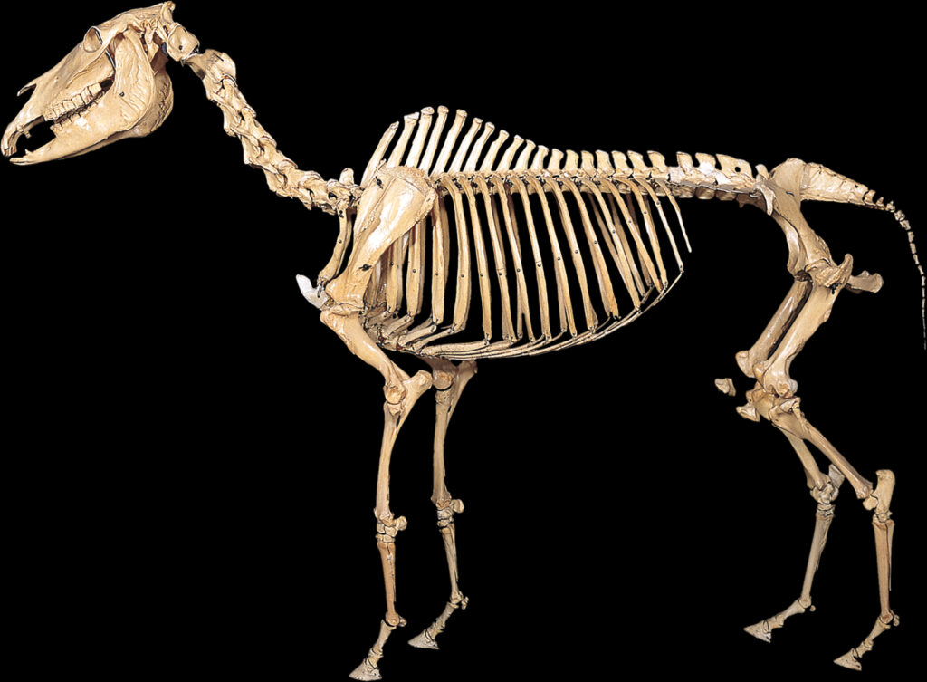 A Japanese museum is asking visitors to smell horse poo to help save the critically-endangered Kiso Horse - and researchers say the bizarre strategy is actually working.