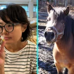 A Japanese museum is asking visitors to smell horse poo to help save the critically-endangered Kiso Horse - and researchers say the bizarre strategy is actually working.