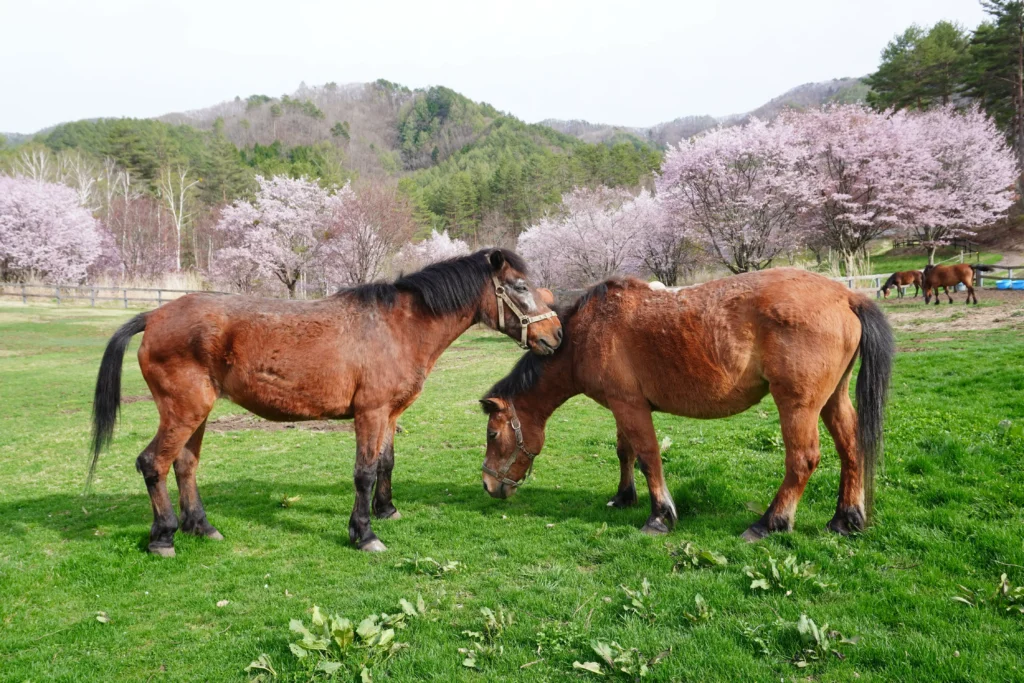 A Japanese museum is asking visitors to smell horse poo to help save the critically-endangered Kiso Horse - and researchers say the bizarre strategy is actually working.