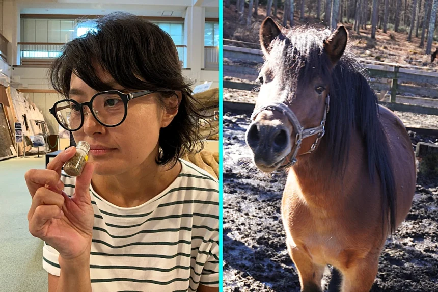 A Japanese museum is asking visitors to smell horse poo to help save the critically-endangered Kiso Horse - and researchers say the bizarre strategy is actually working.