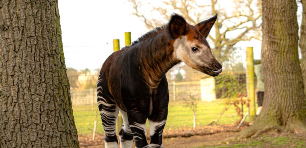 A rare baby okapi named Neo has made his first public appearance at a British zoo, offering a vital boost to the endangered species’ international breeding programme.