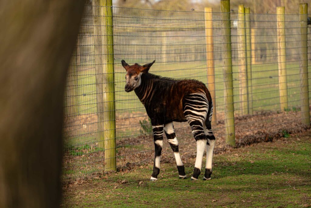 A rare baby okapi named Neo has made his first public appearance at a British zoo, offering a vital boost to the endangered species’ international breeding programme.