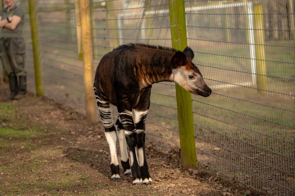 A rare baby okapi named Neo has made his first public appearance at a British zoo, offering a vital boost to the endangered species’ international breeding programme.