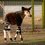 A rare baby okapi named Neo has made his first public appearance at a British zoo, offering a vital boost to the endangered species’ international breeding programme.