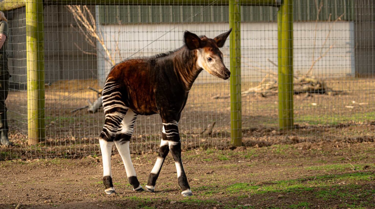A rare baby okapi named Neo has made his first public appearance at a British zoo, offering a vital boost to the endangered species’ international breeding programme.