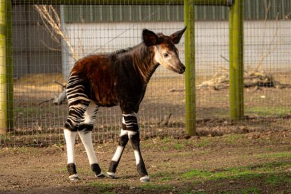 A rare baby okapi named Neo has made his first public appearance at a British zoo, offering a vital boost to the endangered species’ international breeding programme.