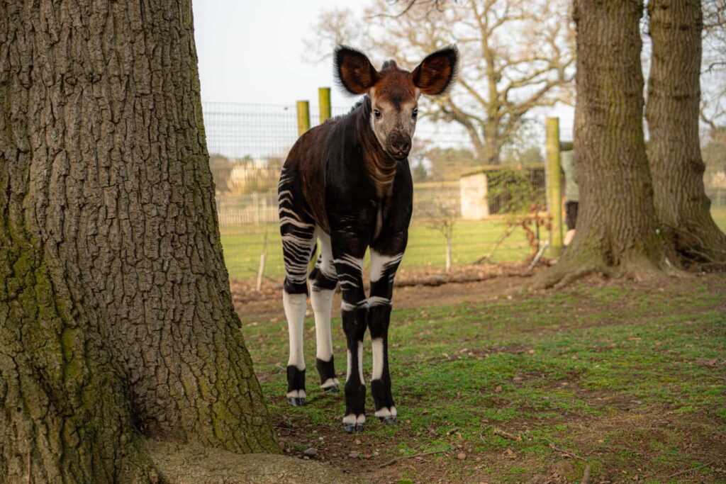 A rare baby okapi named Neo has made his first public appearance at a British zoo, offering a vital boost to the endangered species’ international breeding programme.