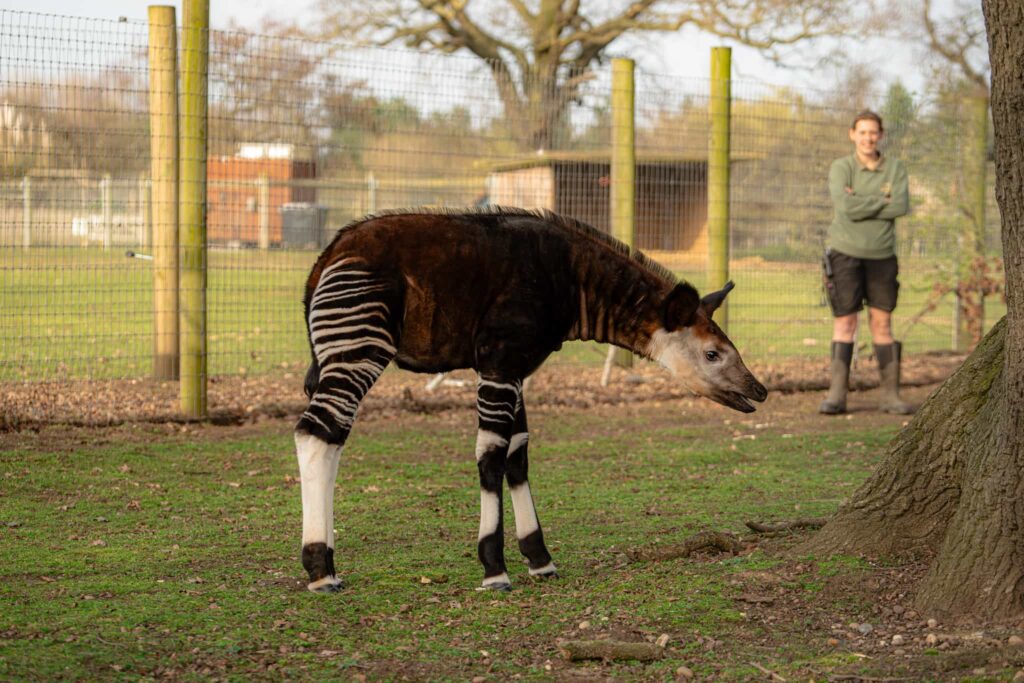 A rare baby okapi named Neo has made his first public appearance at a British zoo, offering a vital boost to the endangered species’ international breeding programme.