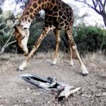 A doorbell camera captured a rare leopard and a towering giraffe drinking from a water trough just 20 metres from a couple’s home on a wildlife estate in South Africa.