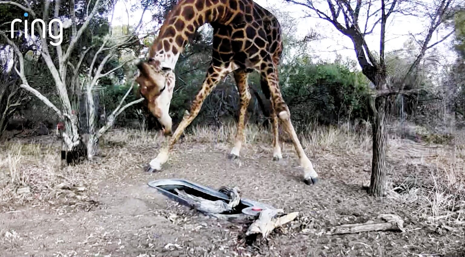 A doorbell camera captured a rare leopard and a towering giraffe drinking from a water trough just 20 metres from a couple’s home on a wildlife estate in South Africa.