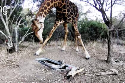 A doorbell camera captured a rare leopard and a towering giraffe drinking from a water trough just 20 metres from a couple’s home on a wildlife estate in South Africa.