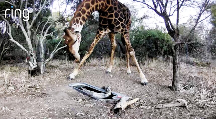 A doorbell camera captured a rare leopard and a towering giraffe drinking from a water trough just 20 metres from a couple’s home on a wildlife estate in South Africa.