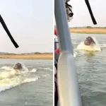 A safari turned tense as a massive hippo charged a boat on Uganda’s Kazinga Channel, leaving stunned tourists witnessing the raw power of one of Africa’s deadliest animals