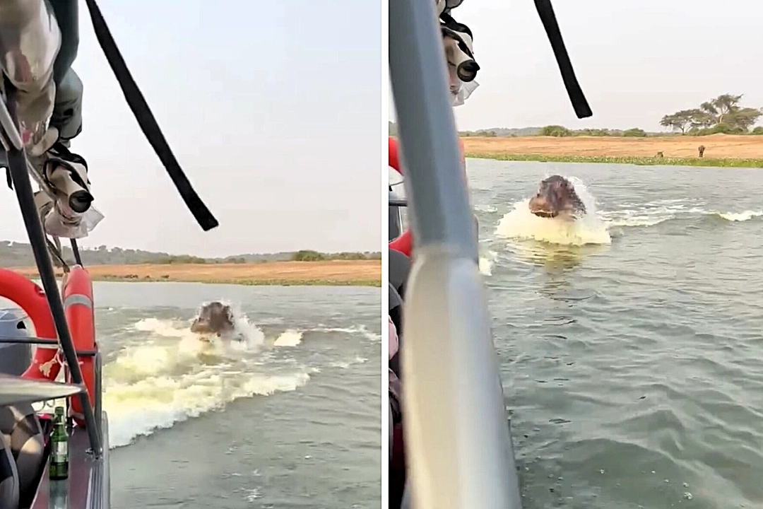 A safari turned tense as a massive hippo charged a boat on Uganda’s Kazinga Channel, leaving stunned tourists witnessing the raw power of one of Africa’s deadliest animals