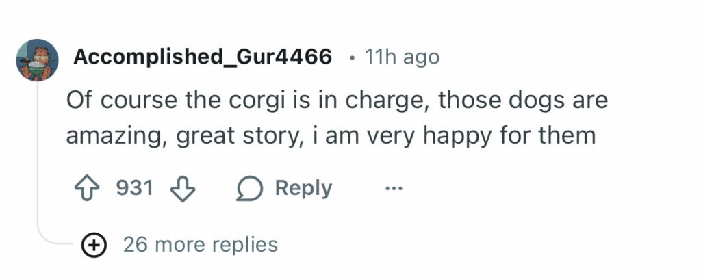 Social media comment on the post of Pack of dogs including a corgi leader captured walking along a highway in sub-zero temperatures in China - as the viral clip racks up more than 230 million views online.