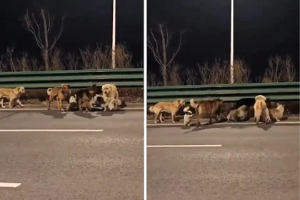 Pack of dogs including a corgi leader captured walking along a highway in sub-zero temperatures in China - as the viral clip racks up more than 230 million views online.