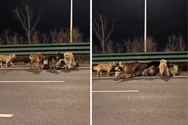 Pack of dogs including a corgi leader captured walking along a highway in sub-zero temperatures in China - as the viral clip racks up more than 230 million views online.