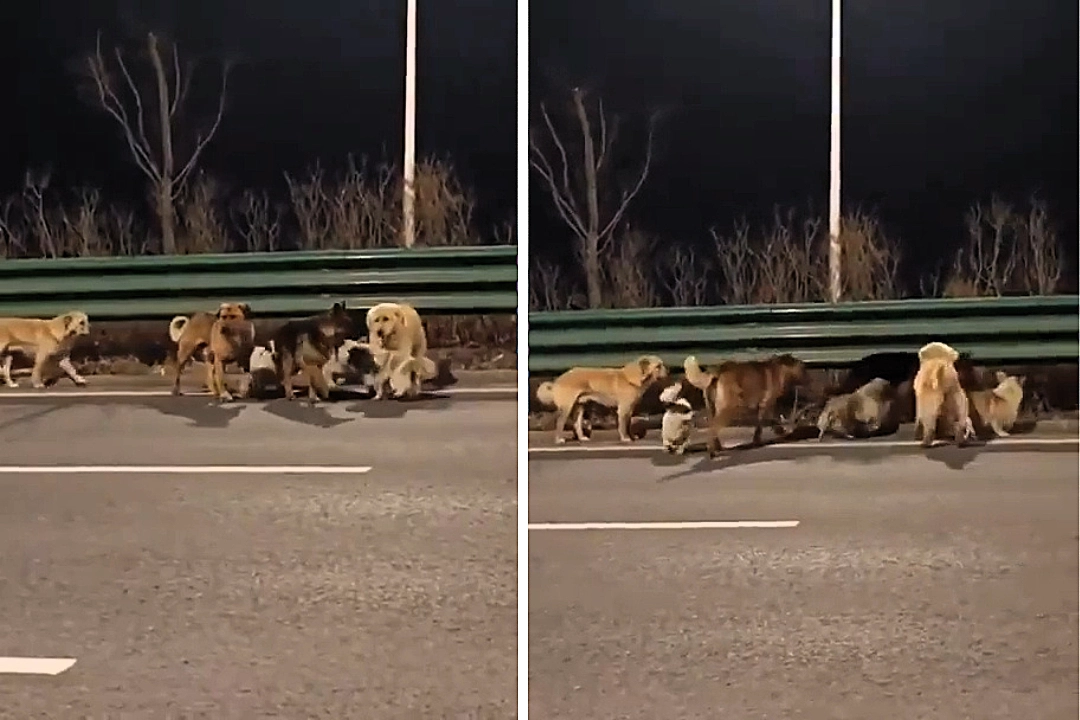 Pack of dogs including a corgi leader captured walking along a highway in sub-zero temperatures in China - as the viral clip racks up more than 230 million views online.