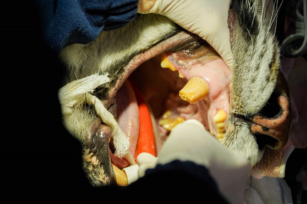 A rescued tiger underwent a delicate two-hour root canal after struggling to eat, with vets using specialist equipment and a six-person team to save the big cat’s huge teeth.