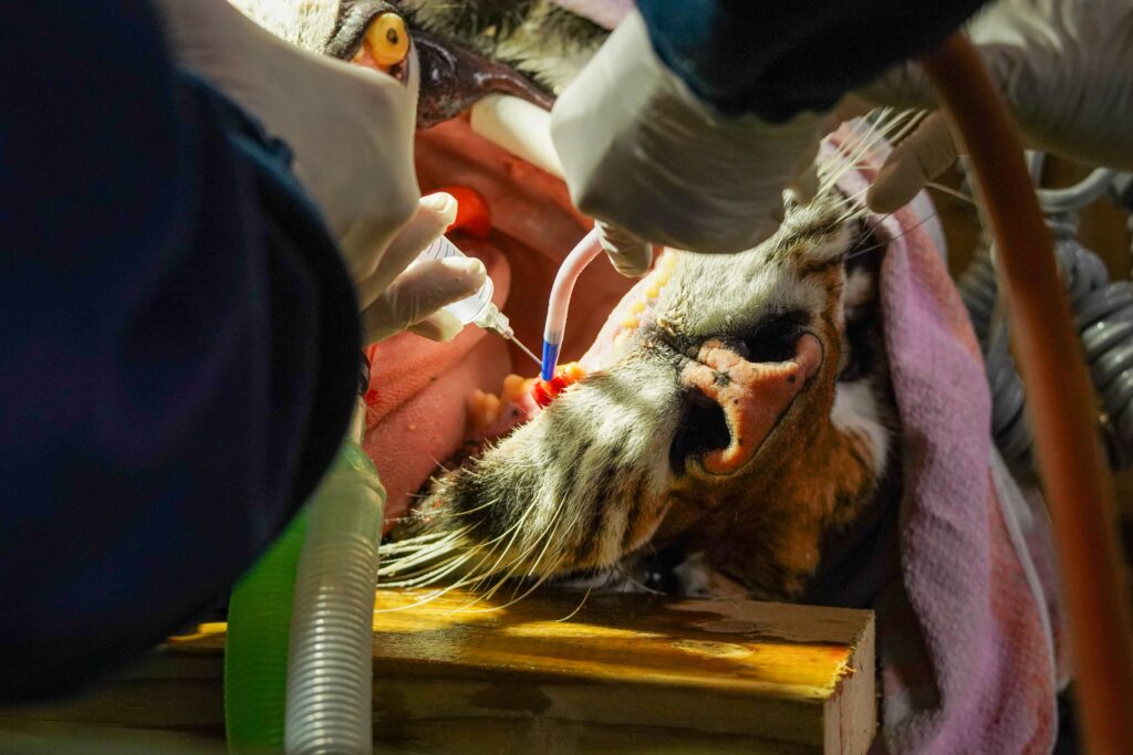 A rescued tiger underwent a delicate two-hour root canal after struggling to eat, with vets using specialist equipment and a six-person team to save the big cat’s huge teeth.
