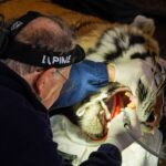A rescued tiger underwent a delicate two-hour root canal after struggling to eat, with vets using specialist equipment and a six-person team to save the big cat’s huge teeth.