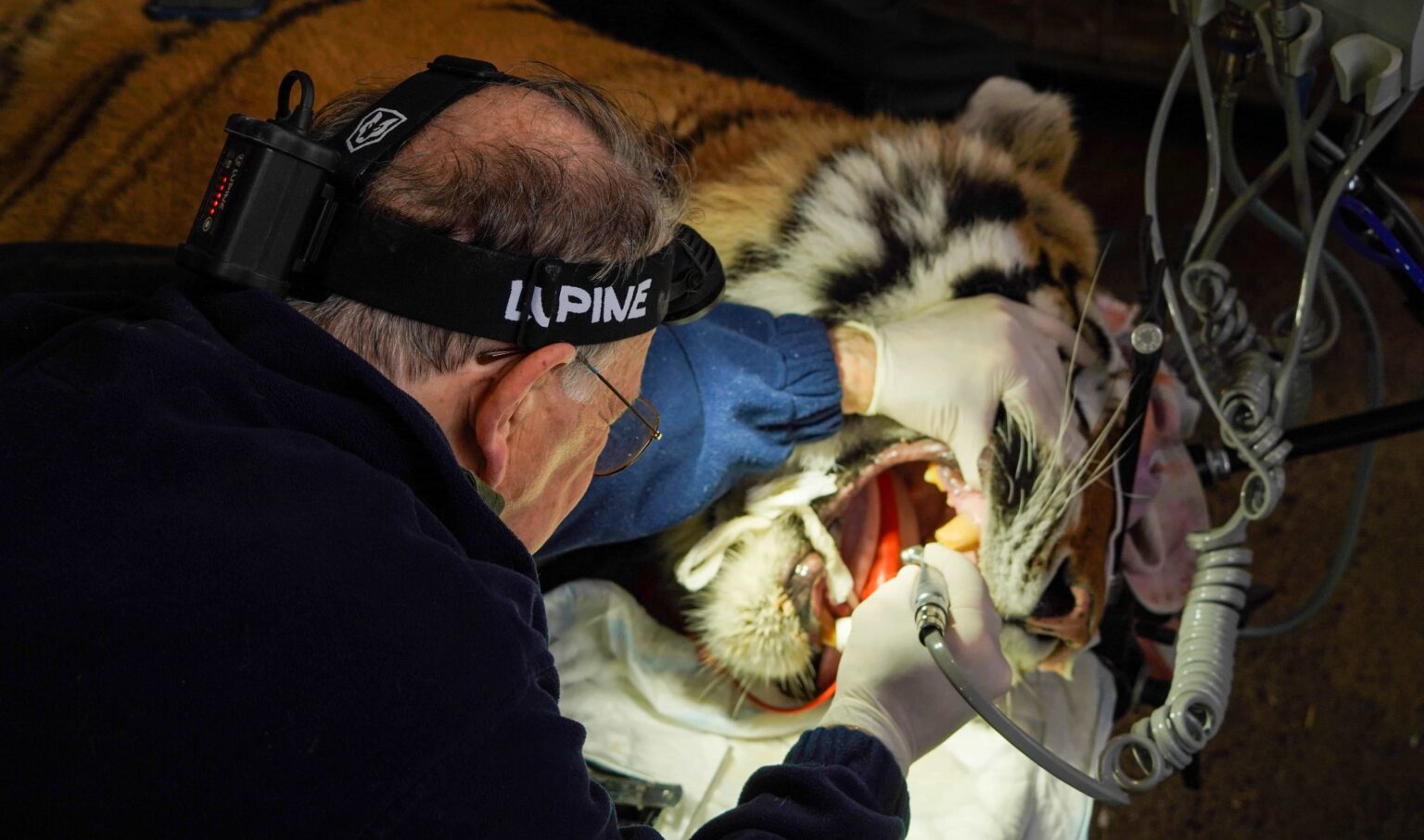 A rescued tiger underwent a delicate two-hour root canal after struggling to eat, with vets using specialist equipment and a six-person team to save the big cat’s huge teeth.