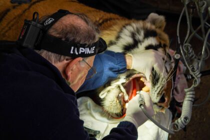 A rescued tiger underwent a delicate two-hour root canal after struggling to eat, with vets using specialist equipment and a six-person team to save the big cat’s huge teeth.