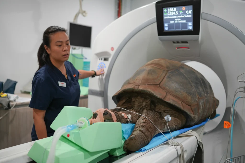 A 109 year old giant tortoise named Esmerelda underwent a rare CT scan and endoscopy as part of her care, with zookeepers carefully transporting the 135kg reptile for checks.