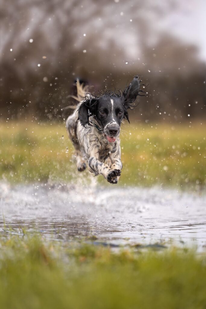 A trippy hen and a gravity-defying Jedi dog are among the jaw-dropping snaps battling it out for the RSPCA Young Photographer People's Choice Award - vote for your fave.