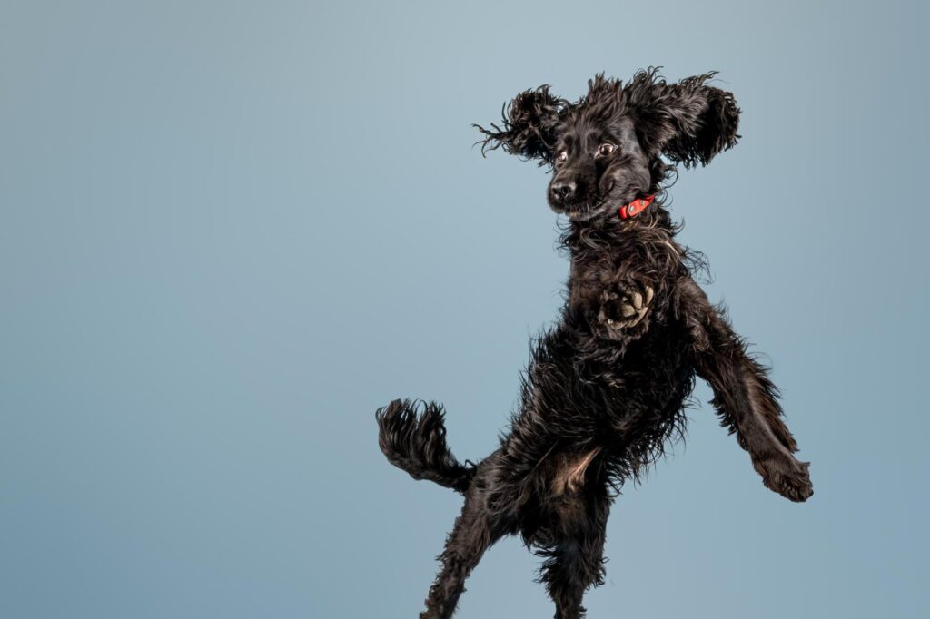 A trippy hen and a gravity-defying Jedi dog are among the jaw-dropping snaps battling it out for the RSPCA Young Photographer People's Choice Award - vote for your fave.