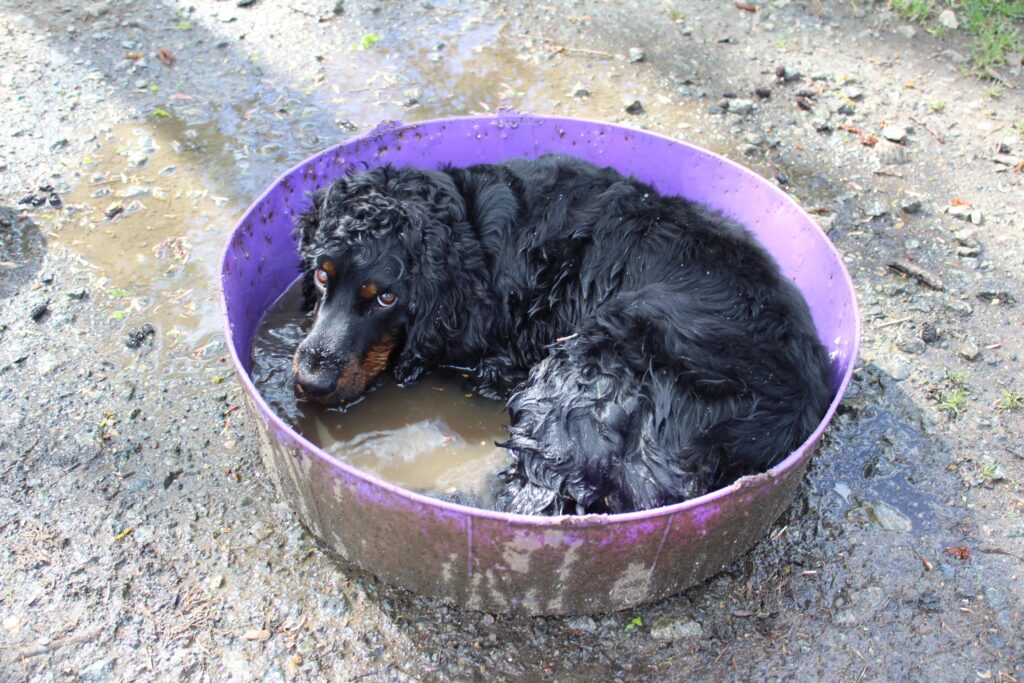 A trippy hen and a gravity-defying Jedi dog are among the jaw-dropping snaps battling it out for the RSPCA Young Photographer People's Choice Award - vote for your fave.