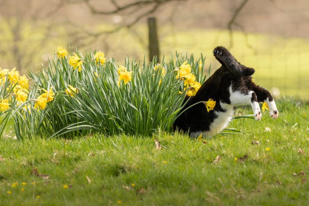 A trippy hen and a gravity-defying Jedi dog are among the jaw-dropping snaps battling it out for the RSPCA Young Photographer People's Choice Award - vote for your fave.
