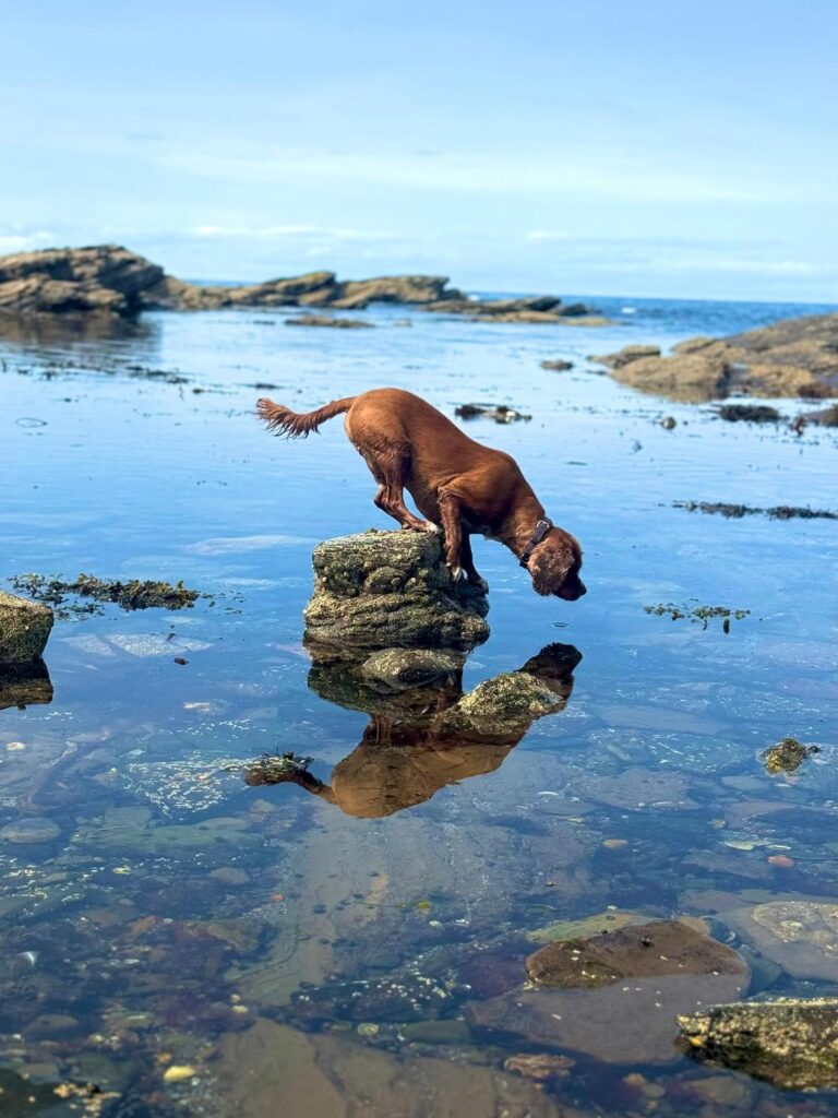 A trippy hen and a gravity-defying Jedi dog are among the jaw-dropping snaps battling it out for the RSPCA Young Photographer People's Choice Award - vote for your fave.