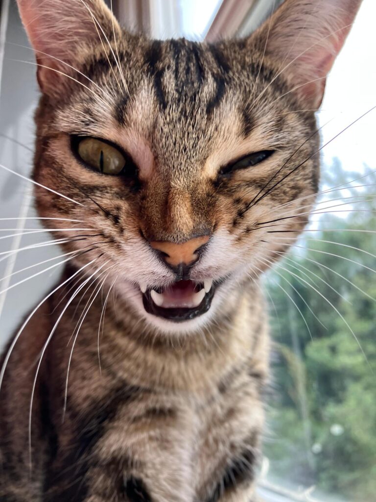 A trippy hen and a gravity-defying Jedi dog are among the jaw-dropping snaps battling it out for the RSPCA Young Photographer People's Choice Award - vote for your fave.