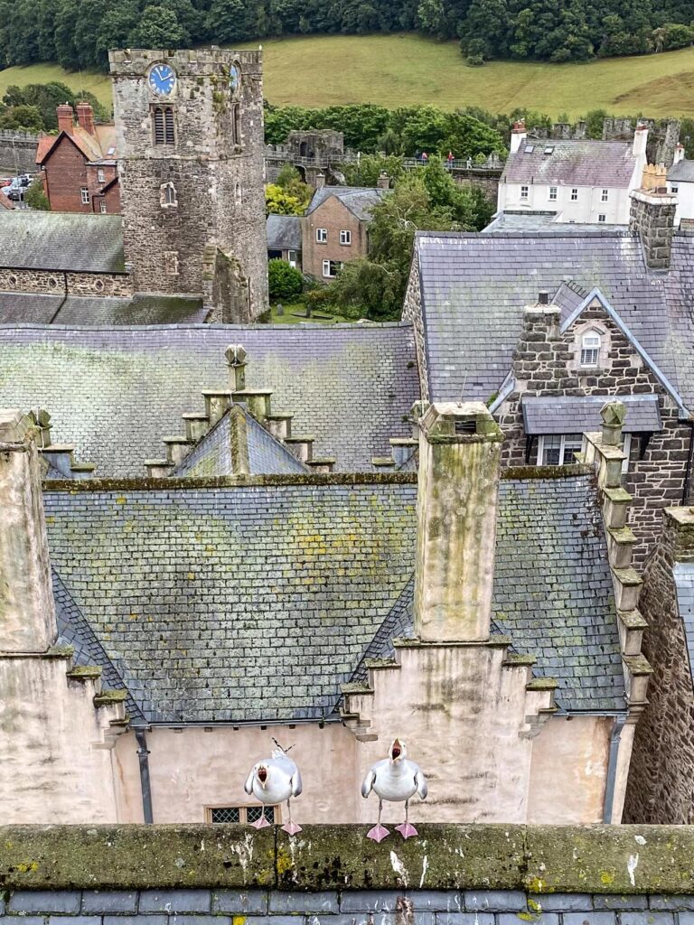 A trippy hen and a gravity-defying Jedi dog are among the jaw-dropping snaps battling it out for the RSPCA Young Photographer People's Choice Award - vote for your fave.