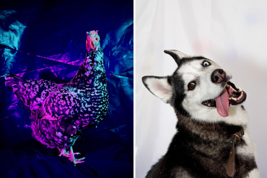 A trippy hen and a gravity-defying Jedi dog are among the jaw-dropping snaps battling it out for the RSPCA Young Photographer People's Choice Award - vote for your fave.