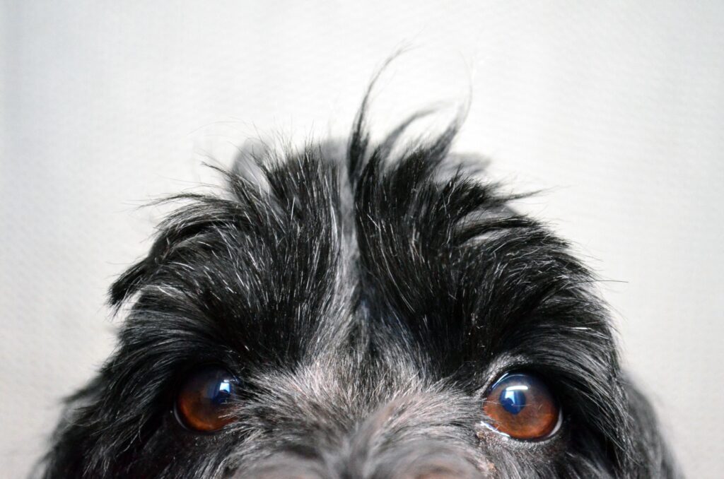 A trippy hen and a gravity-defying Jedi dog are among the jaw-dropping snaps battling it out for the RSPCA Young Photographer People's Choice Award - vote for your fave.