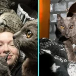 Couple left stunned after moving into their bargain £52,000 home to find 43 stray cats living inside - now they have turned it into a rescue centre to save every single one.
