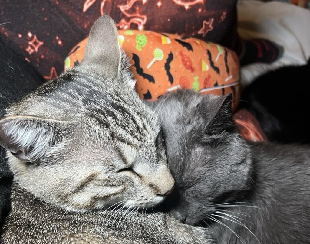 Couple left stunned after moving into their bargain £52,000 home to find 43 stray cats living inside - now they have turned it into a rescue centre to save every single one.