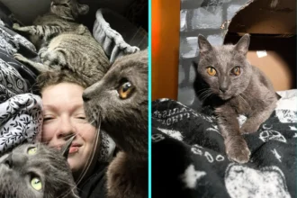 Couple left stunned after moving into their bargain £52,000 home to find 43 stray cats living inside - now they have turned it into a rescue centre to save every single one.